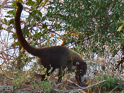 Coatimundi, Costa Rica