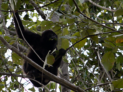 Howler Monkey, Grand Papagayo Resort, Guanacaste, Costa Rica