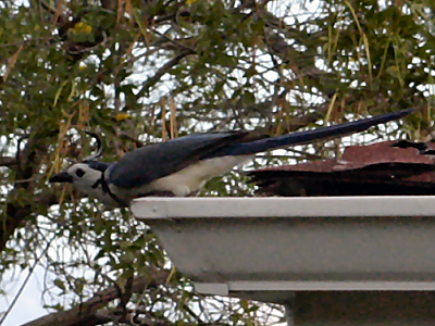 Magpie Jay, Grand Papagayo Resort, Guanacaste, Costa Rica