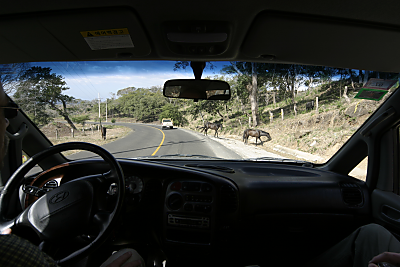 Horses along road in Guanacaste, Costa Rica