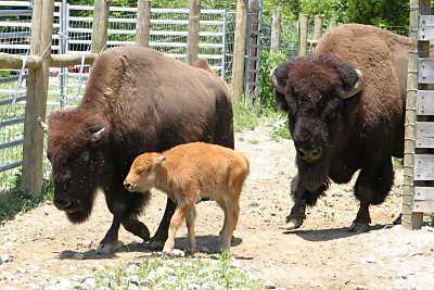 Big Bone Lick, Bison Bull, Cow and Calf