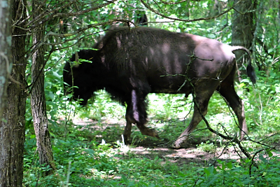 Big Bone Lick, Bison in Woods