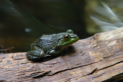 bullfrog tadpole spa