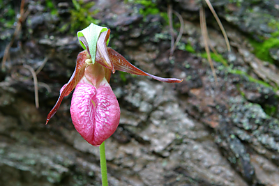 Lady Slipper, Cascades Trail, Saco, Maine by Eric Holsinger